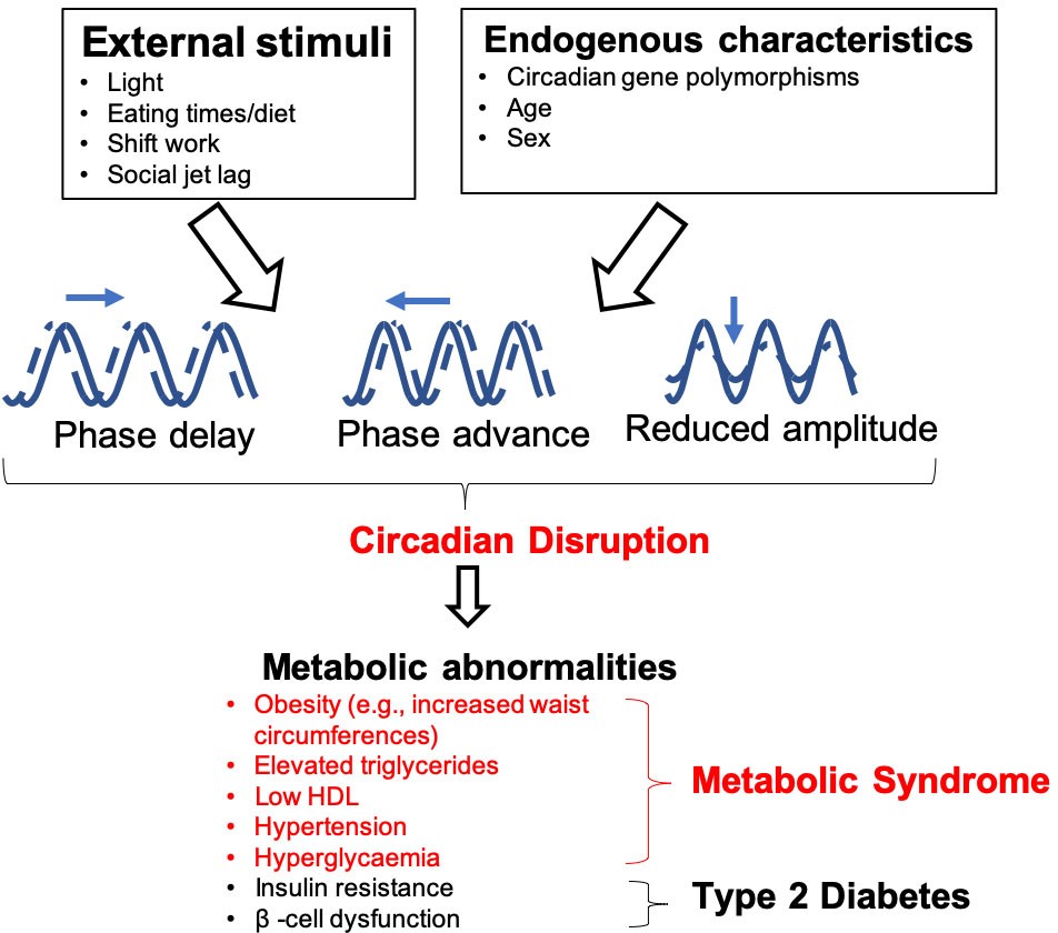 How circadian disruption leads to metabolic syndrome and type 2 diabetes