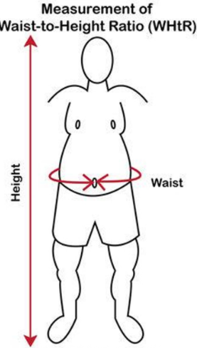 How to measure your waist-to-height ratio